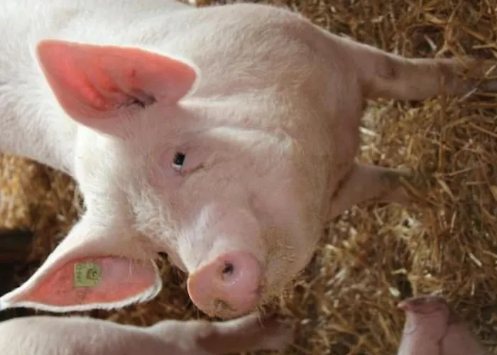 Leinacherhof By Interhome *