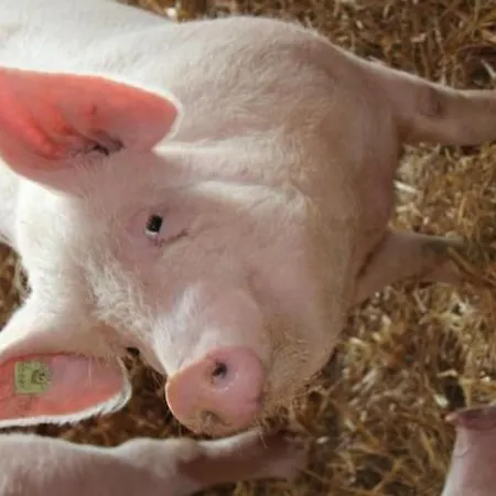 Leinacherhof By Interhome *